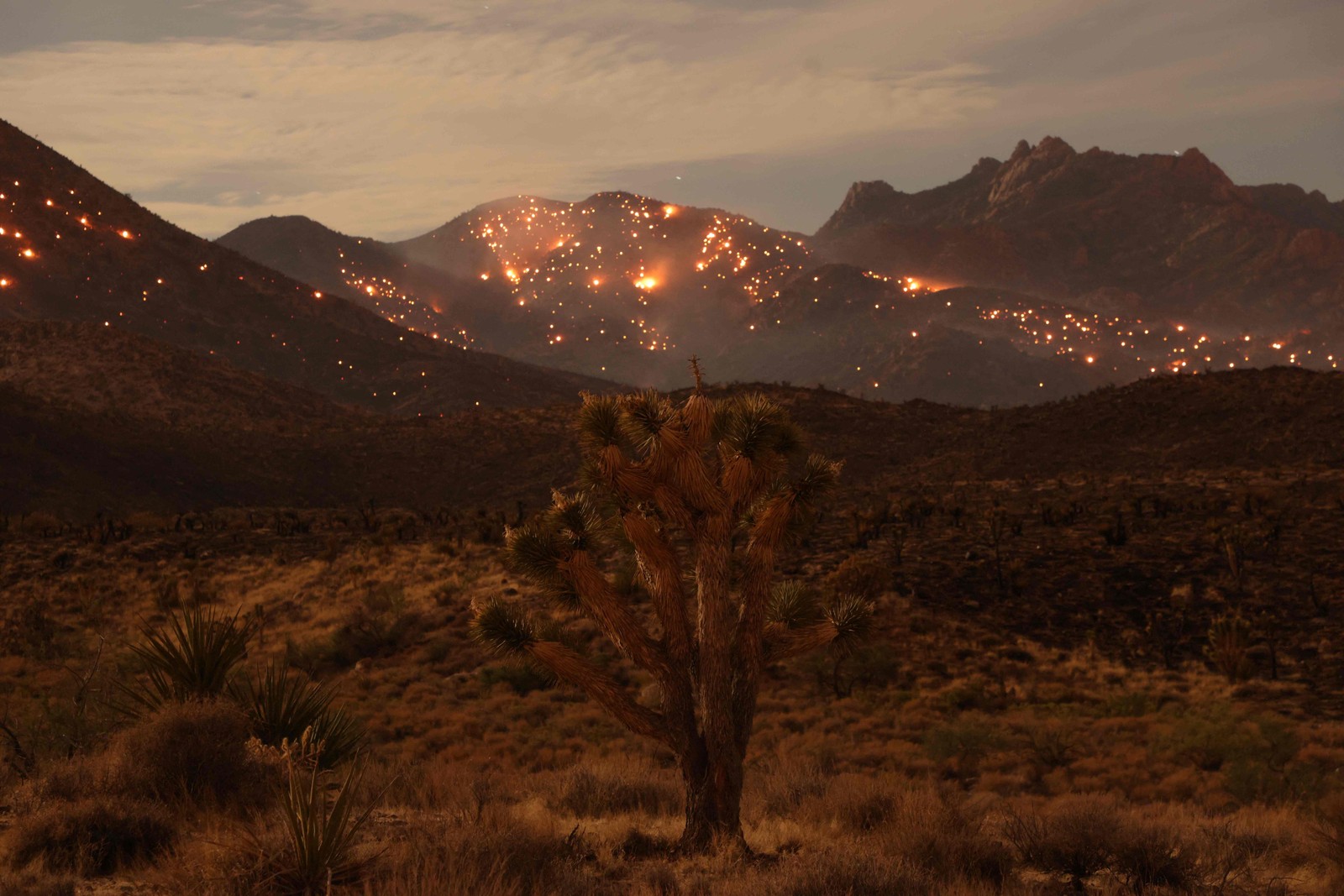 O York Fire foi um grande incêndio florestal na Reserva Nacional de Mojave, no condado de San Bernardino, Califórnia — Foto: DAVID SWANSON