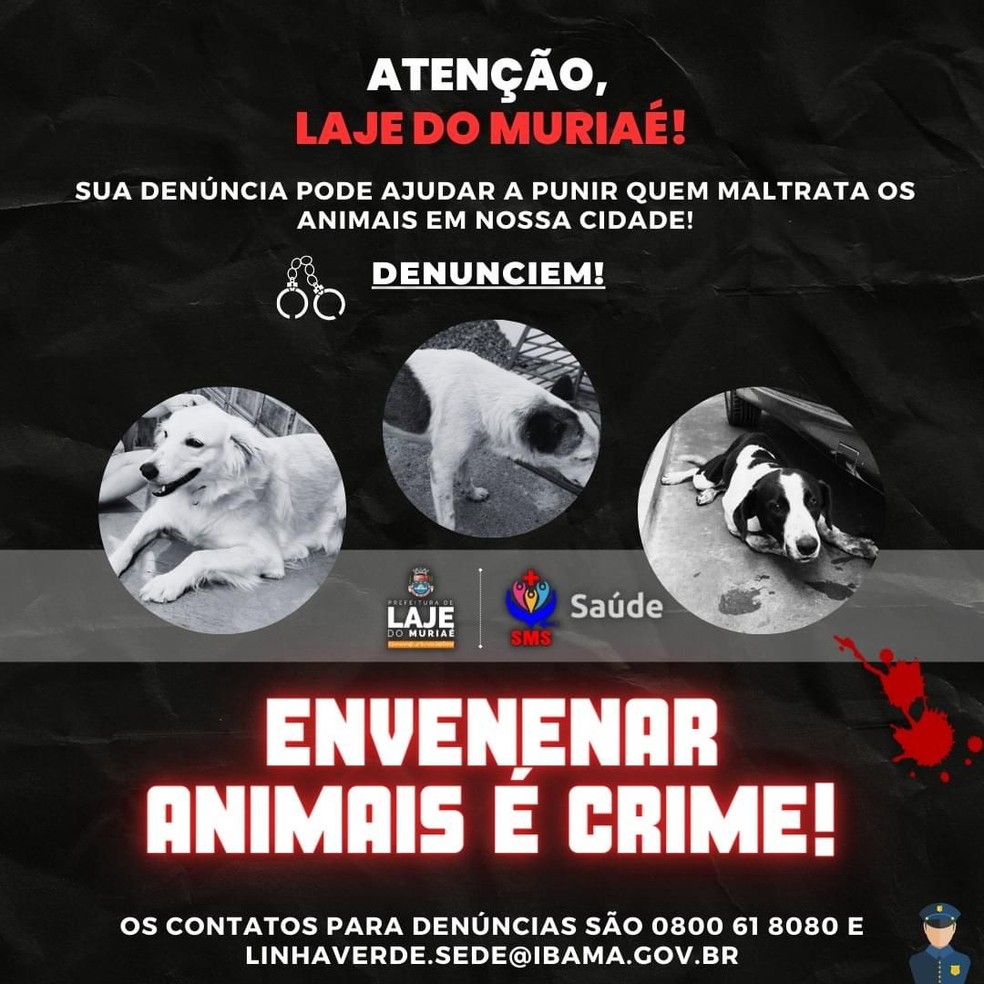 Cartaz divulgado pelas redes sociais pede denúncia sobre envenenamento de cães e gatos em Lajes do Muriaé — Foto: reprodução