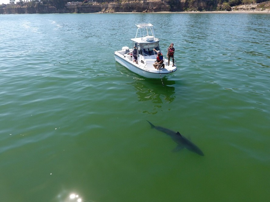 Ecologista marinho Salvador Jorgensen trabalha com estudantes na observação de tubarões na costa da Califórnia