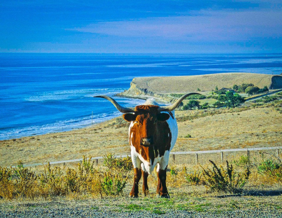 Rancho de James Cameron tem instalações para funcionários que cuidam do gado — Foto: Divulgação/Village Properties