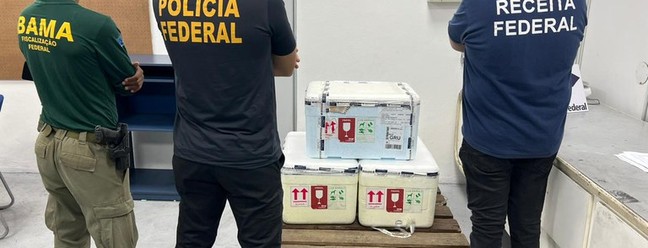 Mulher é presa ao tentar embarcar com 12 espécies de arraias silvestres em aeroporto de Manaus — Foto: Divulgação/PF