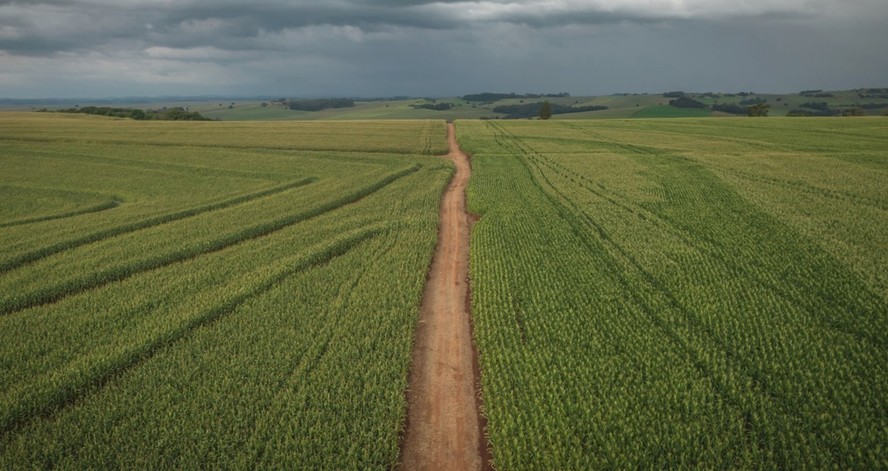 Plantação de milho: China decidiu começar a comprar grãos brasileiros em maio de 2022