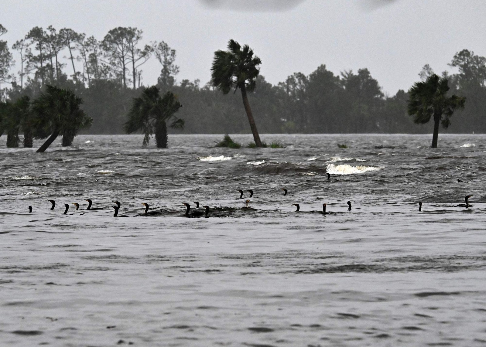 Patos enfrentam os efeitos do furacão perto da Marina Steinhatchee em Steinhatchee, Flórida, EUA — Foto: CHANDAN KHANNA/AFP