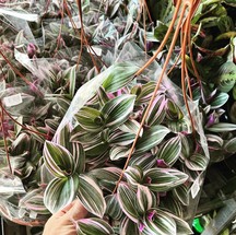 Tradescantia tricolor: por R$ 24,90 — Foto: Divulgação