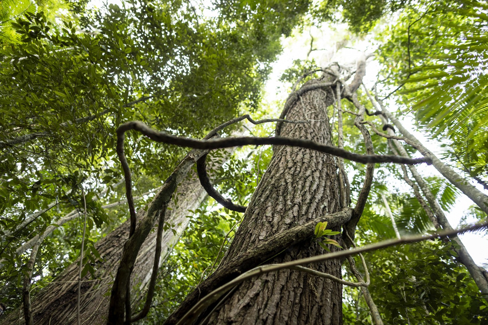 Cedro com 150 anos na Floresta da Tijuca. — Foto: Márcia Foletto