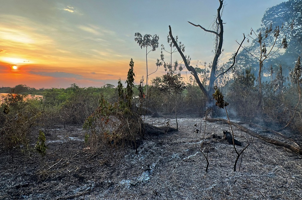 Árvores secas após incêndio no Pantanal — Foto: Rogério Florentino/AFP