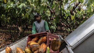 Um colhedor de frutas coloca o cacau na máquina de descascar que separa os grãos da casca — Foto: Dado Galdieri/Bloomberg