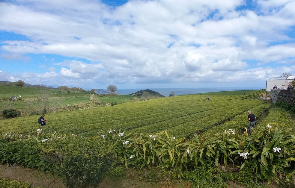 A plantação de chá verde da fábrica Gorreana, fundada em 1883 na Ilha do Pico, nos Açores, com sementes levadas do Brasil — Foto: Luciana Fróes