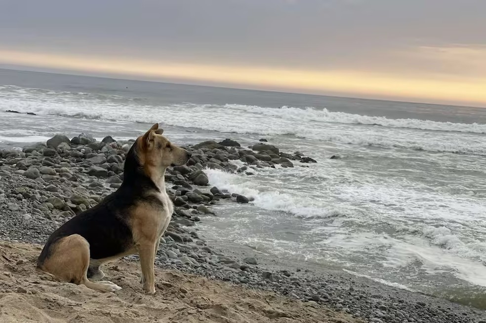 'Vaguito': conheça a história do cachorro que todos os dias espera o dono à beira-mar e será contada em filme — Foto: Reprodução