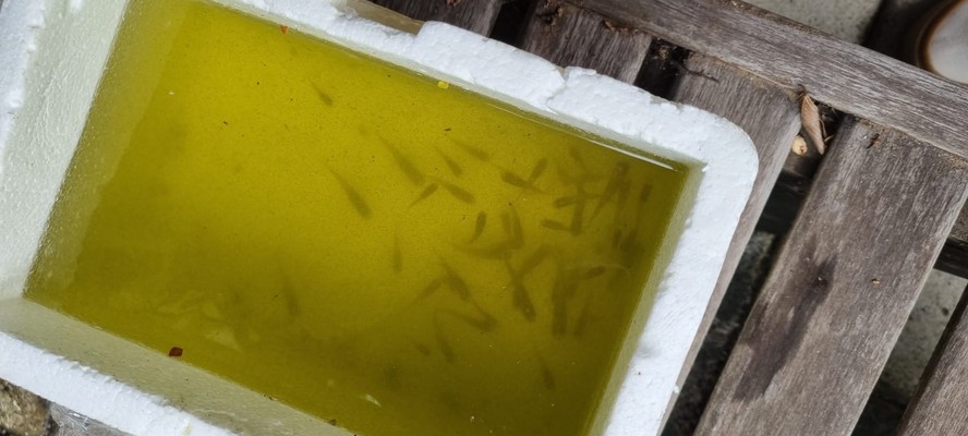 Larvas de mosquitos 'Aedes aegypti' foram encontradas em uma piscina em São Conrado