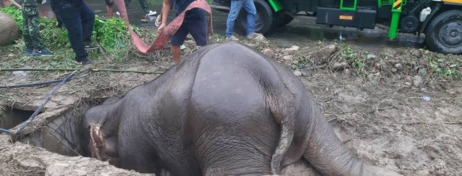 Elefante foi resgatada de buraco de esgoto na Tailândia — Foto: AFP