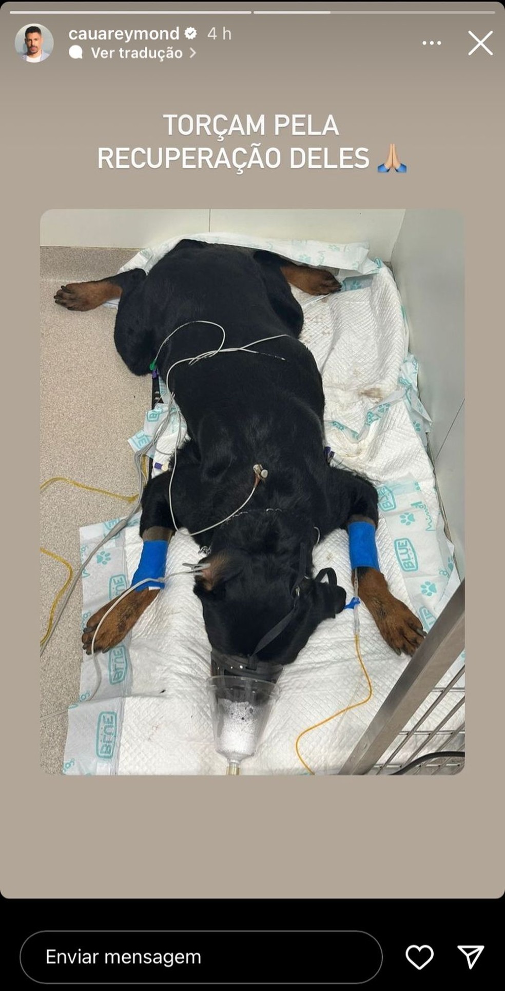 Cachorro de Cauã Reymond é envenenado — Foto: Reprodução