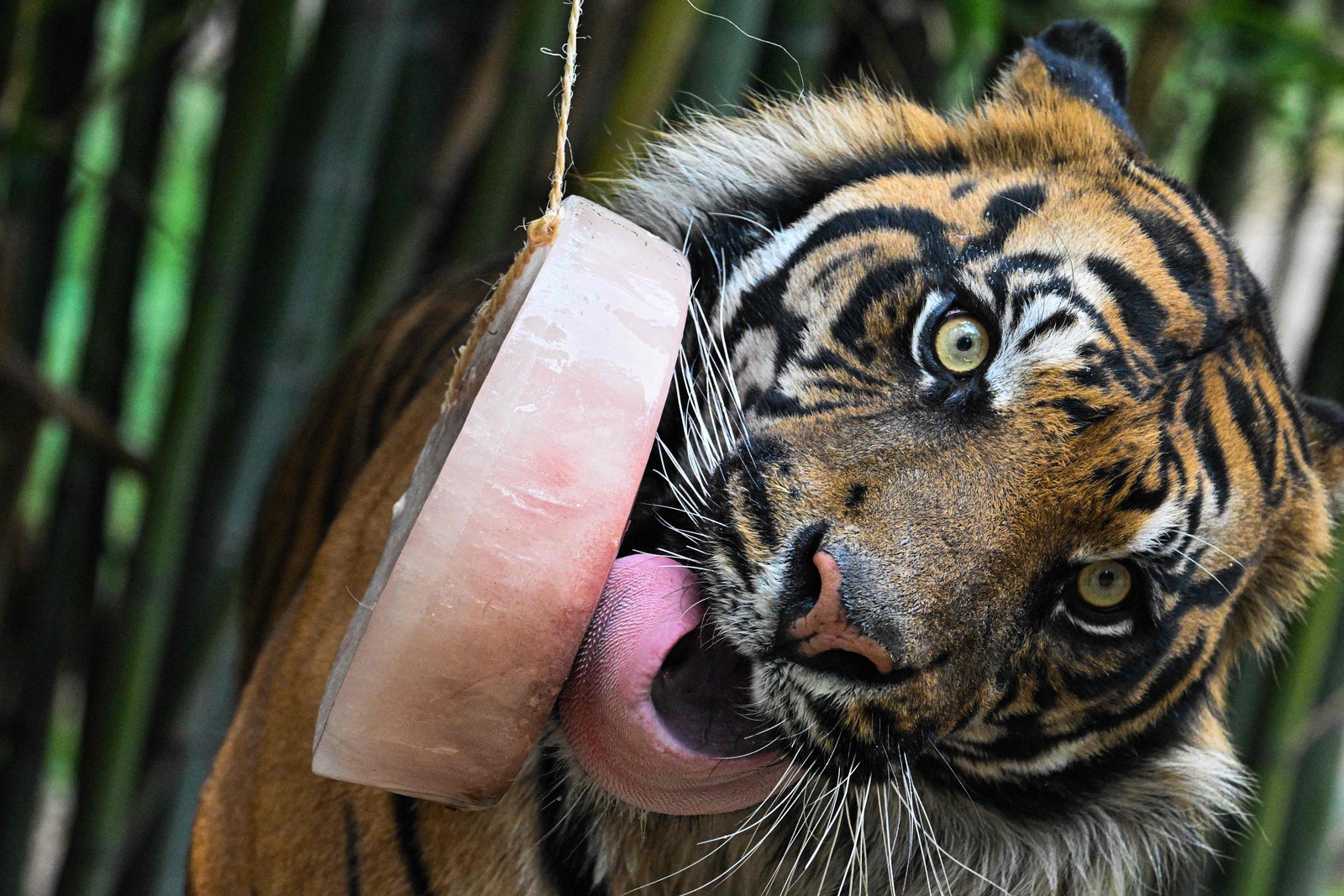 Um tigre lambe um picolé de carne para se refrescar no zoológico de Roma, em meio ao aumento das temperaturas na Europa — Foto: TIZIANA FABI / AFP