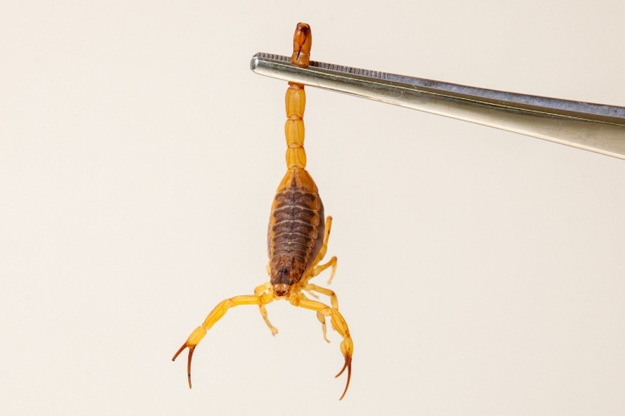 Conheça o escorpião mais perigoso do Brasil que infesta Búzios