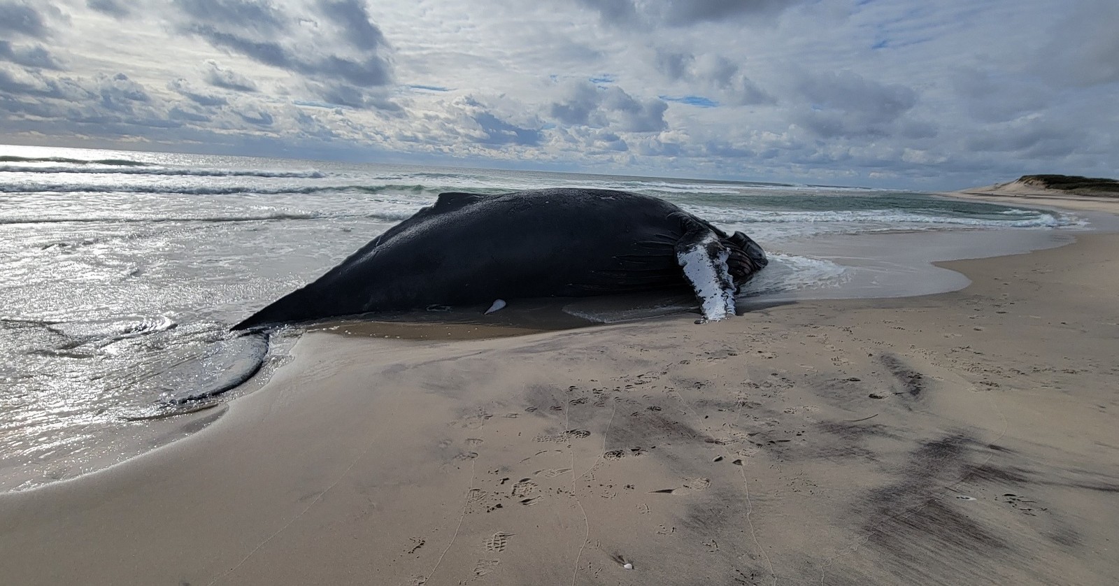 Baleia estava encalhada na Ilha Sable — Foto: Reprodução