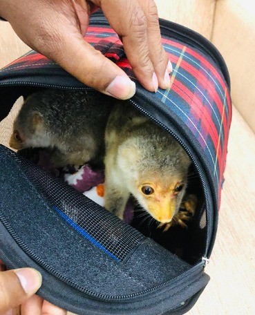 Marsupiais são encontrados em bagagem dentro de aeroporto indiano — Foto: Divulgação Interpol
