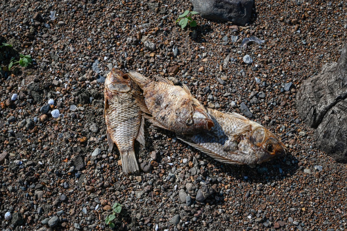 Vestígios da cidade centenária de Pantabangan ressurgiram no norte das Filipinas após o nível da água da barragem baixar em meio a uma seca que assola muitas partes do país — Foto: JAM STA ROSA / AFP