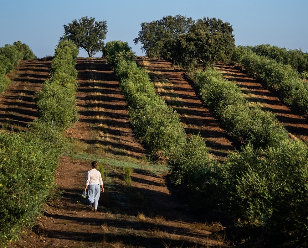 Olival da Herdade do Esporão: sabores portugueses — Foto: Divulgação