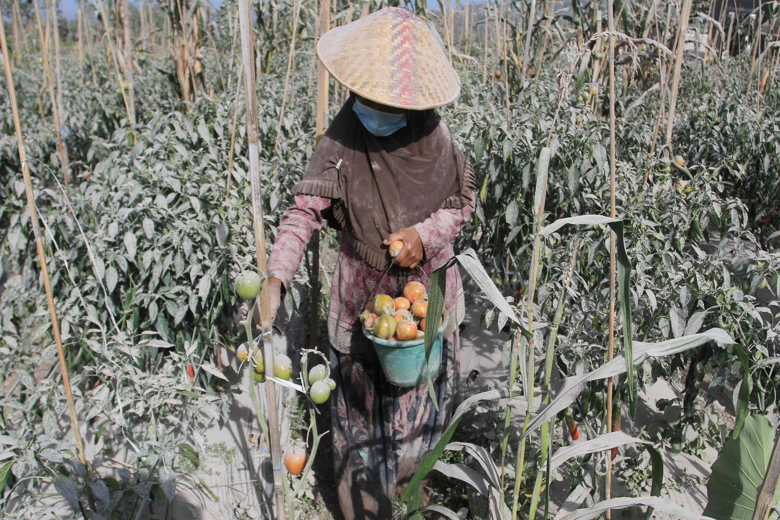 Lavrador colhe tomates em meio a plantação que foi atingida por cinzas vulcânicas — Foto: DEVI RAHMAN / AFP