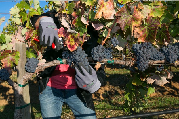 Um sommelier retira um cacho de uvas counoise em vinícola perto de Healdsburg, Califórnia