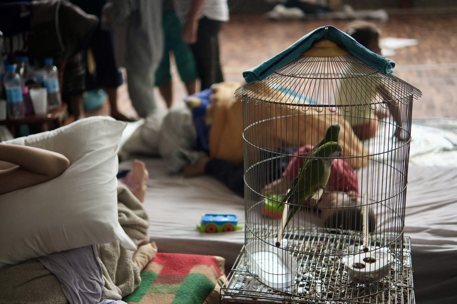 Organizações e grupos independentes estão usando as redes sociais para criar anúncios e ajudar os pets a encontrar seus donos ou um novo lar em meio ao caos. — Foto: Juliana REIS / Canoas City Hall / AFP