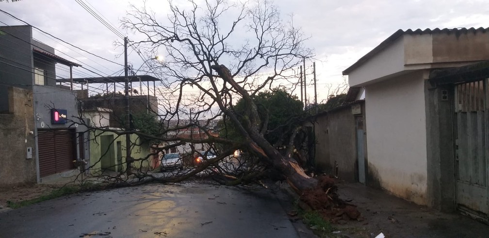 Tempestade derruba árvore no bairro Estrela Dalva, em Belo Horizonte — Foto: Alex Araújo/g1