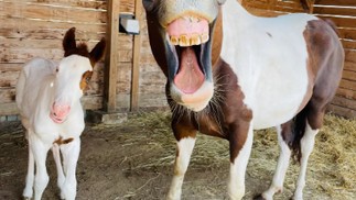 Os cavalos felizes: a mamãe e seu filhote — Foto: Radim Filipek / Animal Friends Comedy Pets