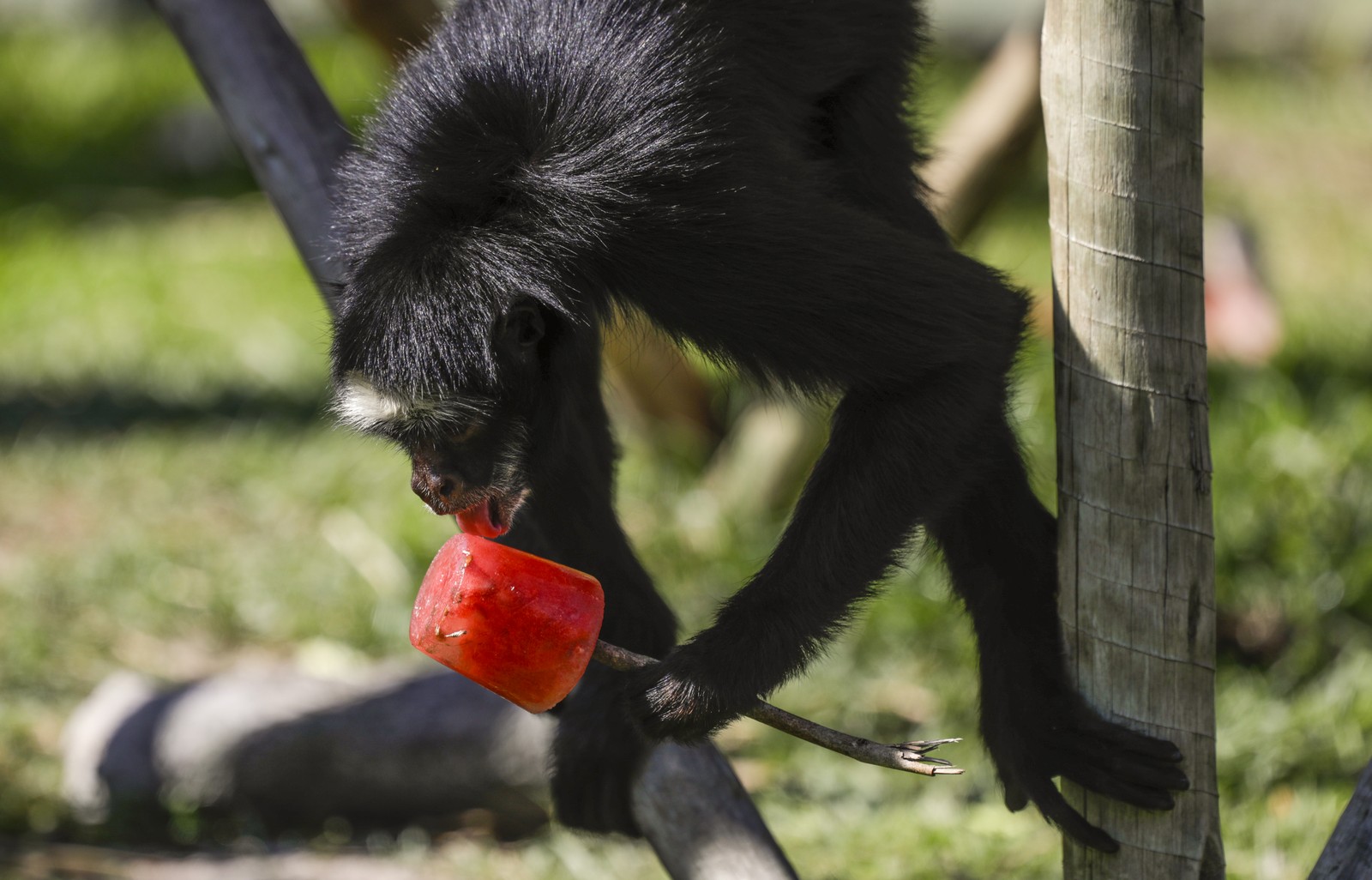 Macacos-aranhas, bugios e cuxiús receberam picolés de frutas. Cuidadores entraram nos recintos e entregaram as iguarias nas mãos dos bichinhos — Foto: Gabriel de Paiva/ Agência O Globo