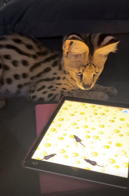 Em registros feitos pela namorada do rapper, o gato aparece brincando como gatos "comuns" — Foto: Reprodução/ Instagram