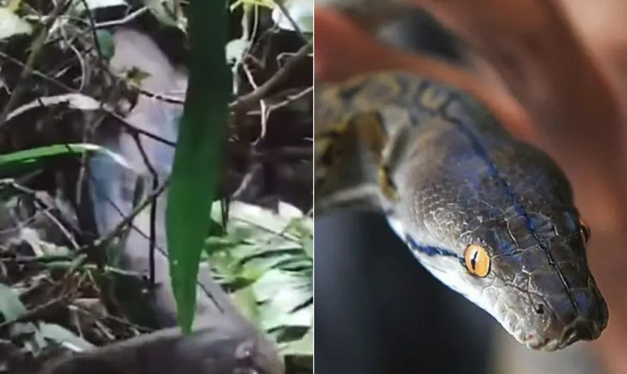 Mulher foi engolida por cobra na Indonésia