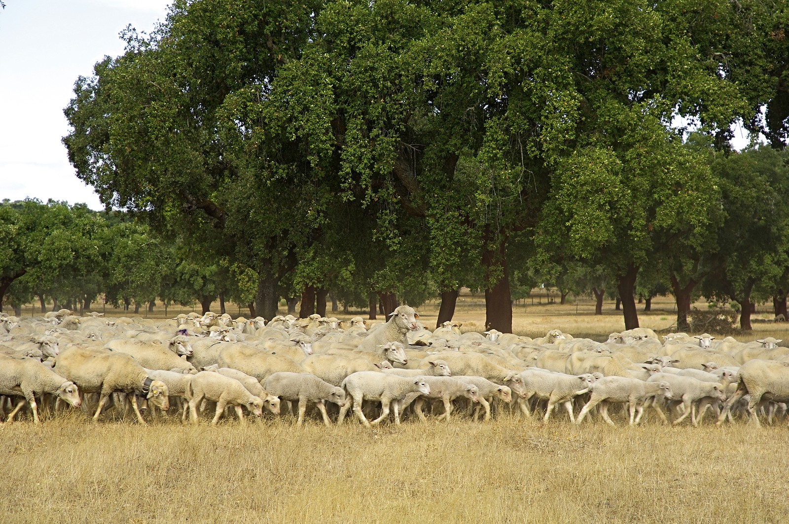 Animais de pastoreio na Comenda Grande — Foto: divulgação