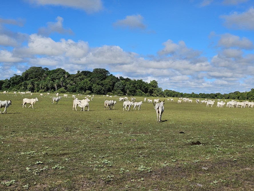 Fazenda de um dos produtores da Associação Pantaneira de Pecuária Orgânica e Sustentável (ABPO) no Pantanal, mantendo a conservação ambiental e a biodiversidade do bioma, unindo florestas e gado