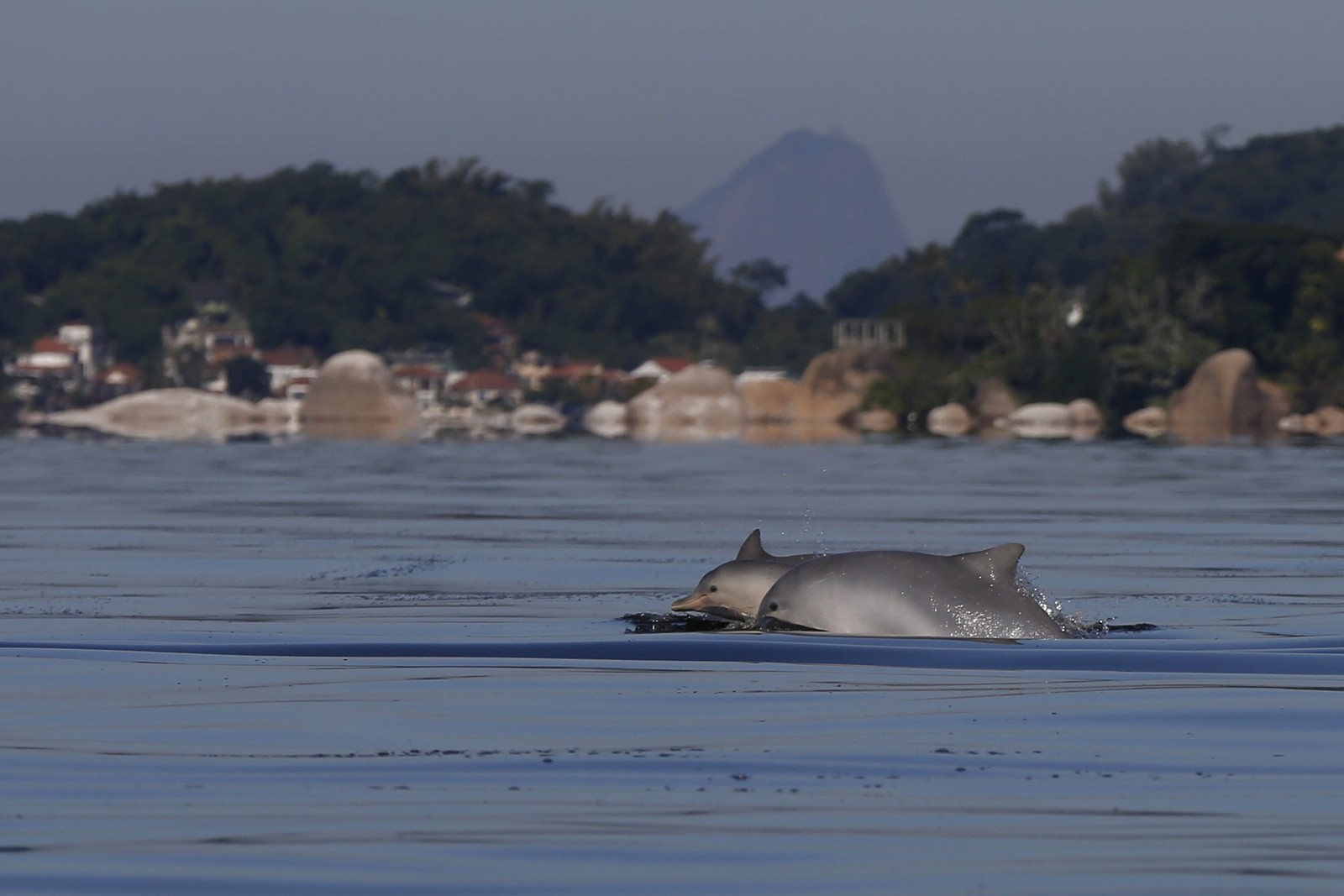 Golfinhos nadam nas águas da baía, um dos estuários tropicais mais ricos do mundo, com 202 espécies de peixes — Foto: Custodio Coimbra