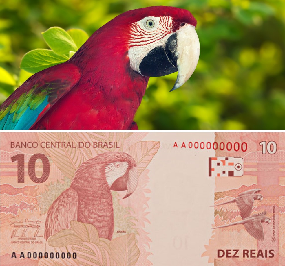Escolhida para a nota de 10 reais, a arara-vermelha é uma das aves típicas do Brasil mais conhecidas — Foto: Bearfotos via Freepik; Reprodução/Banco Central