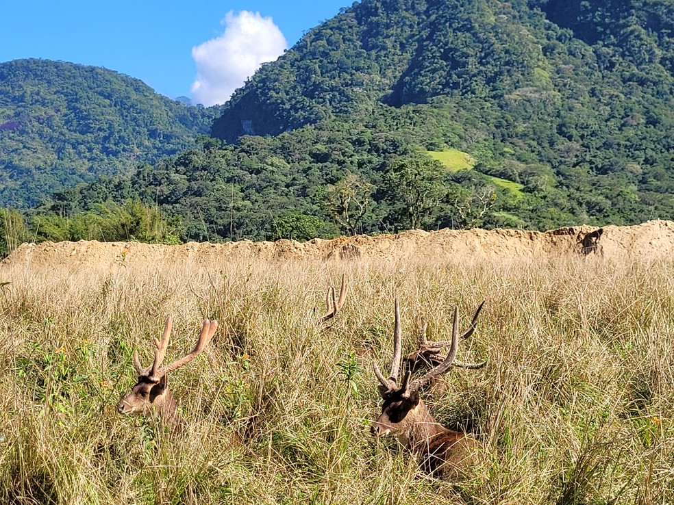 Cervos camuflados na vegetação do Portobello Resort: safári abriga cerca de 500 animais, vindos de diversas partes do mundo — Foto: Eduardo Maia