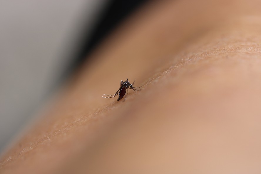 Mosquito transmissor da dengue, Aedes aegypti