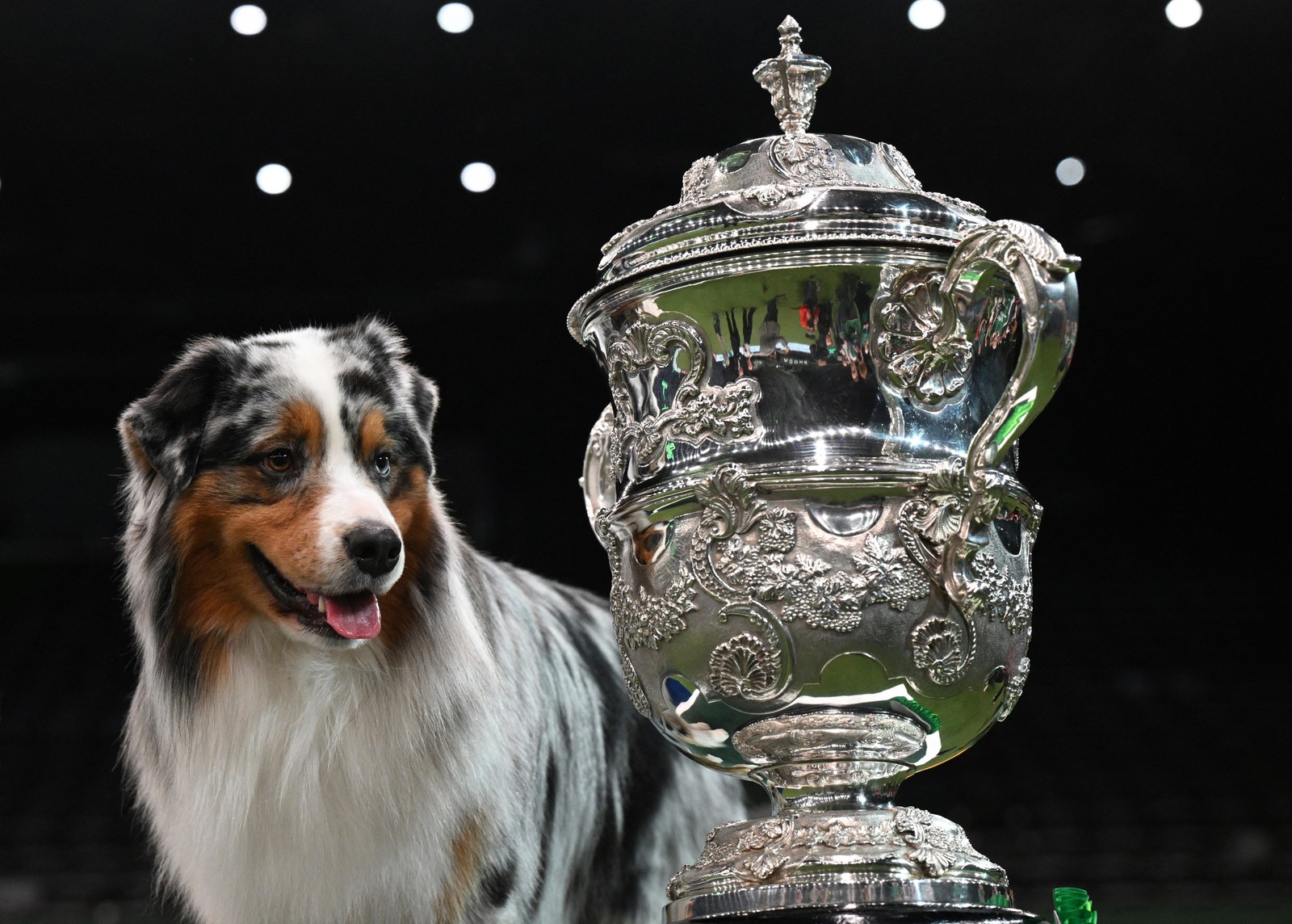 Pastor australiano vence o Crufts 2024 — Foto: AFP