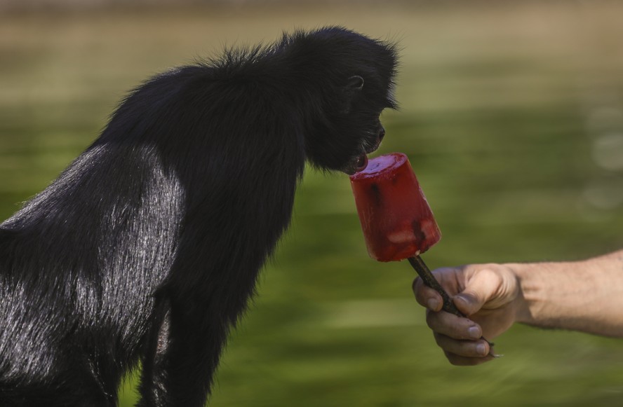 Com o calor, macaco recebe picolé de frutas no Bio Parque