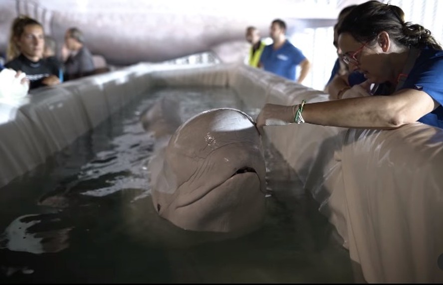 Belugas foram retiradas de cidade ucraniana e levadas para a Espanha em operação de alto risco