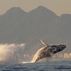 Espetáculo: baleia registrada durante passeio realizado na quarta-feira pela equipe do hotel Le Relais de Marambaia - Divulgação/Marcelo Santiago
