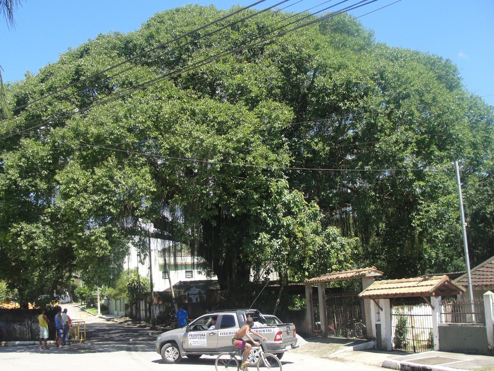 Sapucaieira de Cachoeiras de Macacu — Foto: Divulgação