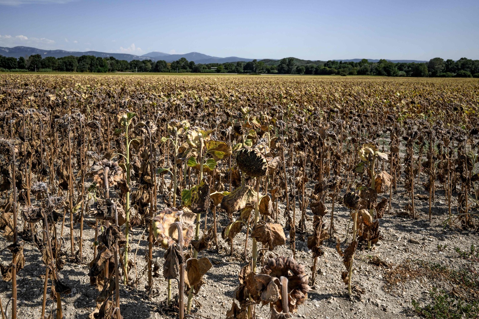 Girassóis queimados em um campo durante uma onda de calor nos subúrbios da vila de Puy Saint Martin, sudeste da França, em 22 de agosto de 2023, onde a temperatura atingiu 43°C — Foto: JEFF PACHOUD / AFP