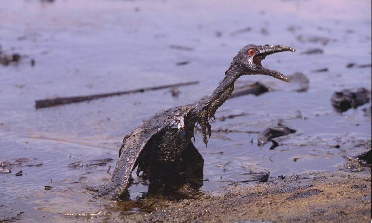 Coberto de óleo, mergulhão agoniza na praia de Mauá, em Magé, atingida por vazamento na Baia de Guanabara. Imagem ganhou os prêmios Líbero Badaró e Firjan em 2001.  — Foto: Domingos Peixoto / Agência O Globo