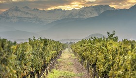 Almaviva: vinícola que produz ícone da América Latina oferece experiência de enoturismo perto de Santiago 