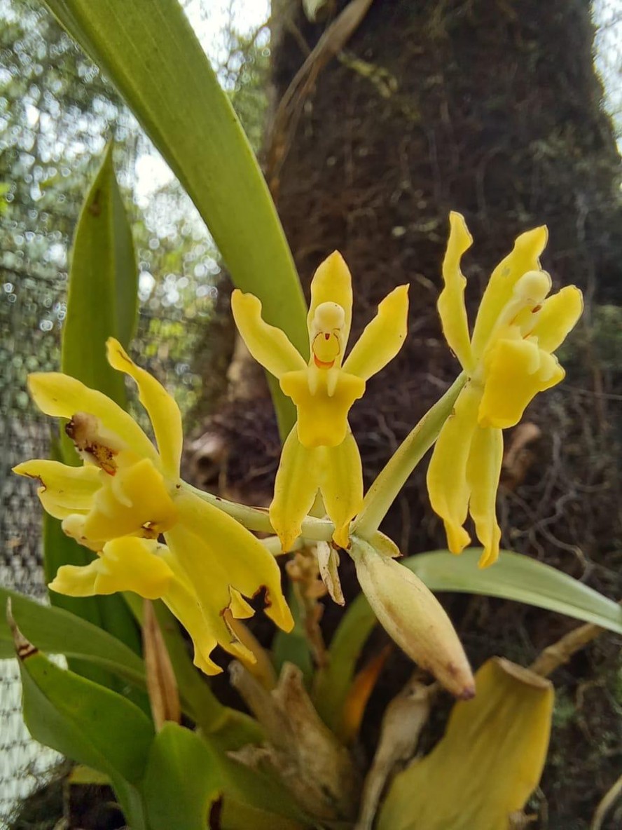 Orquídea do Parque Estadual da Pedra Selada, em Resende