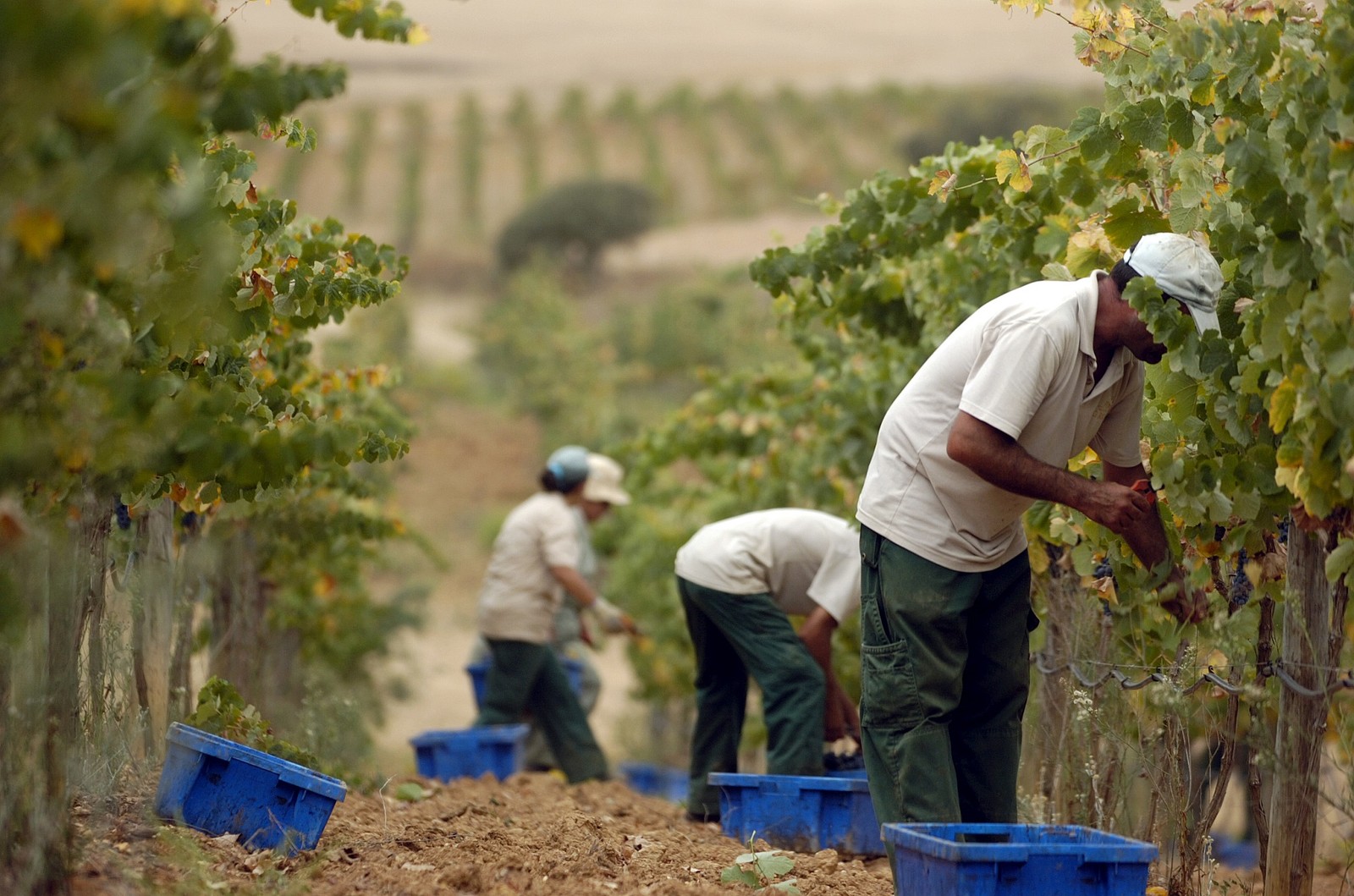 Uvas tintas são colhidas manualmente na Herdade dos Grous — Foto: Divulgação