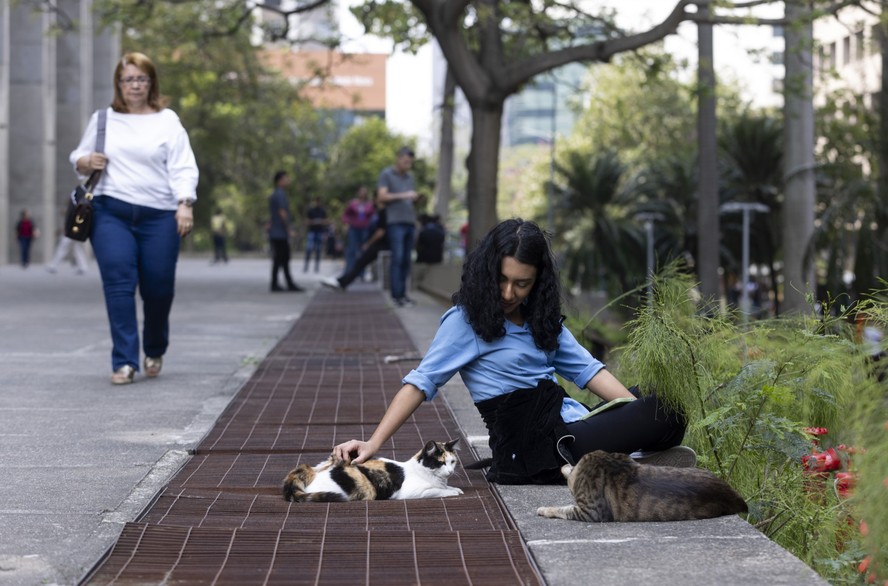 Gatos que moram em instituições públicas e são cuidados por funcionário. Na foto, gatil no pátio da Prefeitura do Rio de Janeiro, na Cidade Nova. Clara Quinteros, atendente da prefeitura, faz carinho nos gastos que ficam na frente do prédio