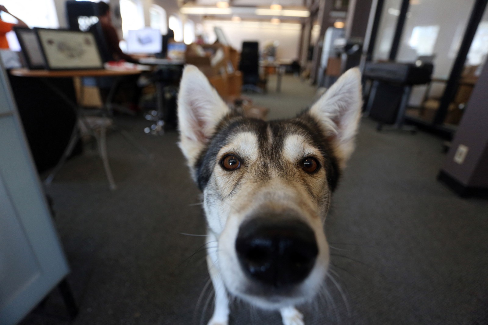 Nature, um husky na Tungsten Collaborative, em OttawaAFP