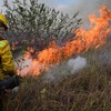 Bombeiro combate chamas de incêndio florestal no Pantanal - Pablo PORCIUNCULA / AFP