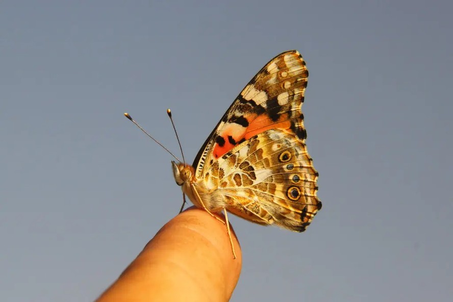 A borboleta pintada é uma das borboletas mais difundidas do mundo, normalmente movendo-se entre a Europa e a África Subsaariana